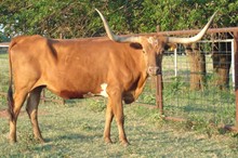 LWR Delta Diamond