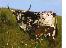 LONGHORN DA FAZ SARANDI