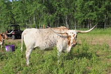 M.C. Abigail