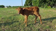 Hera Steer Calf