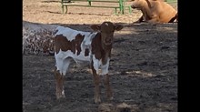 7/3 Mae Bull calf