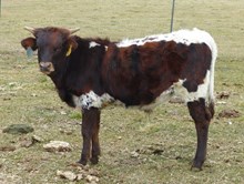 Mini HaHa 17 bull