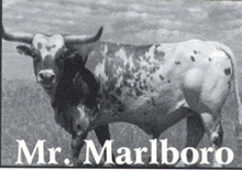 MR. MARLBORO