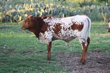 Un-named Bull Calf