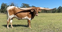 NIKE STAR TOBIANO