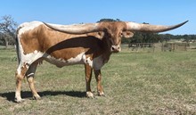 NIKE STAR TOBIANO