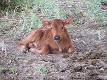 JHCC OKIE BULL CALF