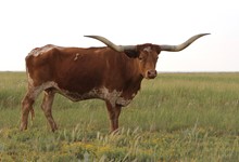 EOT OUTBACK LEZAWE 881