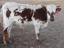 Daisy Dollop bull 2313