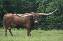 PACIFIC COWBOY 40