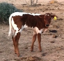 Patches Heifer