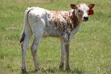 PRECIOUS O 2009 CALF