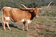 RM Rex's Carmela