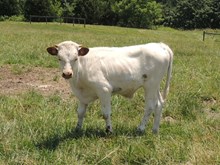 ZD Rebel Bonitas Gal 2016 bull calf