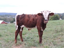 ZD Texana Tularock 2017 bull