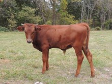 DSW Maybe Its Maybelline 2017 steer