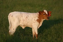 Rebelabout 2009 Calf