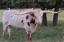 BL RODEO CHEX