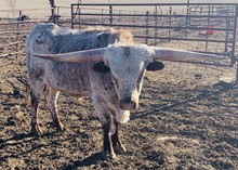 Rodeo Cowboy ST