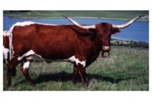 SR Dixie B SR Dixie B