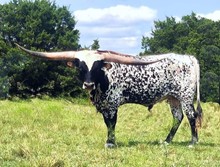 Safari Tuff SRC