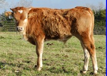 SAFARI WARRIOR CHEX X  BL COWBOY RED BULL CALF