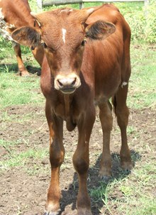 Victory Lap/Sandy 2016 bull calf