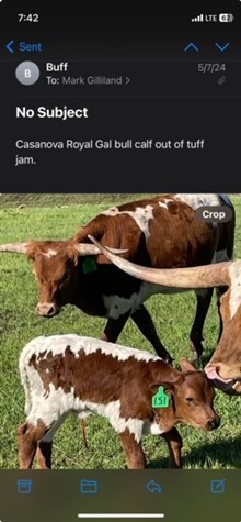 TUFF  JAM X CASANOVAS ROYAL GAL bull