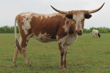 SHAMROCK LAROSA
