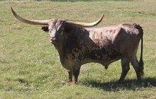 Sittin Bull