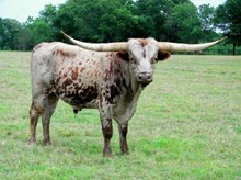 Sittin Bull