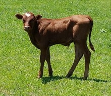 SITTIN KICKER BULL CALF