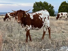 TERRIFIC PRIZE HEIFER CALF