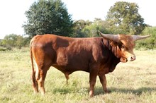 TEXAS RED  BCR
