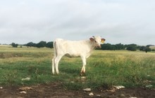 Top Choice heifer calf
