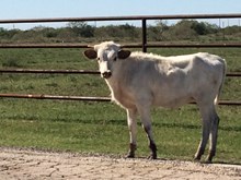 Tuff enuff chex x lady bandita bcb heifer