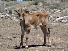 Sally's bull calf 245
