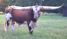 BOR Double Wrangler