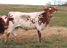 Heifer calf 2022 Platinum Chex x Lucky Tumb
