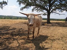 ZD Jamadan's Sippin Latte heifer calf