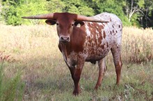 Steer calf 2020 Fifty-Fifty BCB x Ringa Dinger