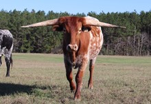 Steer calf 2020 Fifty-Fifty BCB x Ringa Dinger