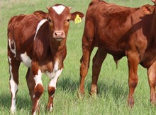Bull calf 2022 Cash Cowboy x Ringa Dinger