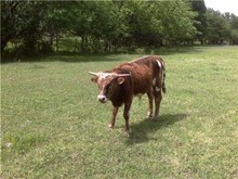 Booty Call's Bull Calf