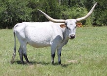 DC BUENA LIL w/ bull calf at side