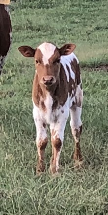 Beau Chex Golden Girl Bull calf
