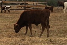 Bull Calf 4