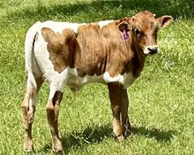 Bull calf (Cowboy Ruff x Pacific Dana)