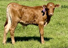 bull calf (BH Ferdinand x Rowdys Sarah)