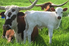 2012 Phenomenally Loose Bull Calf